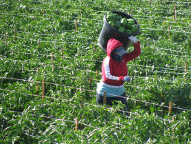Quimacova alimentaria 1